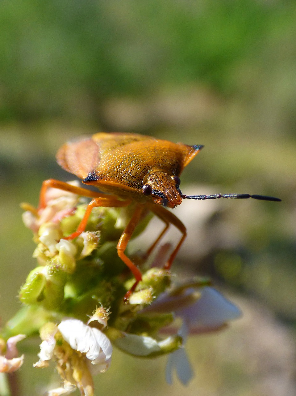 Image - i pentatomid dolycoris baccarum