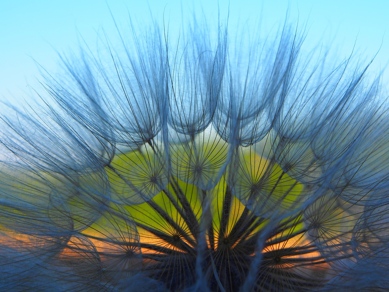 Image - flower dandelion spring nature