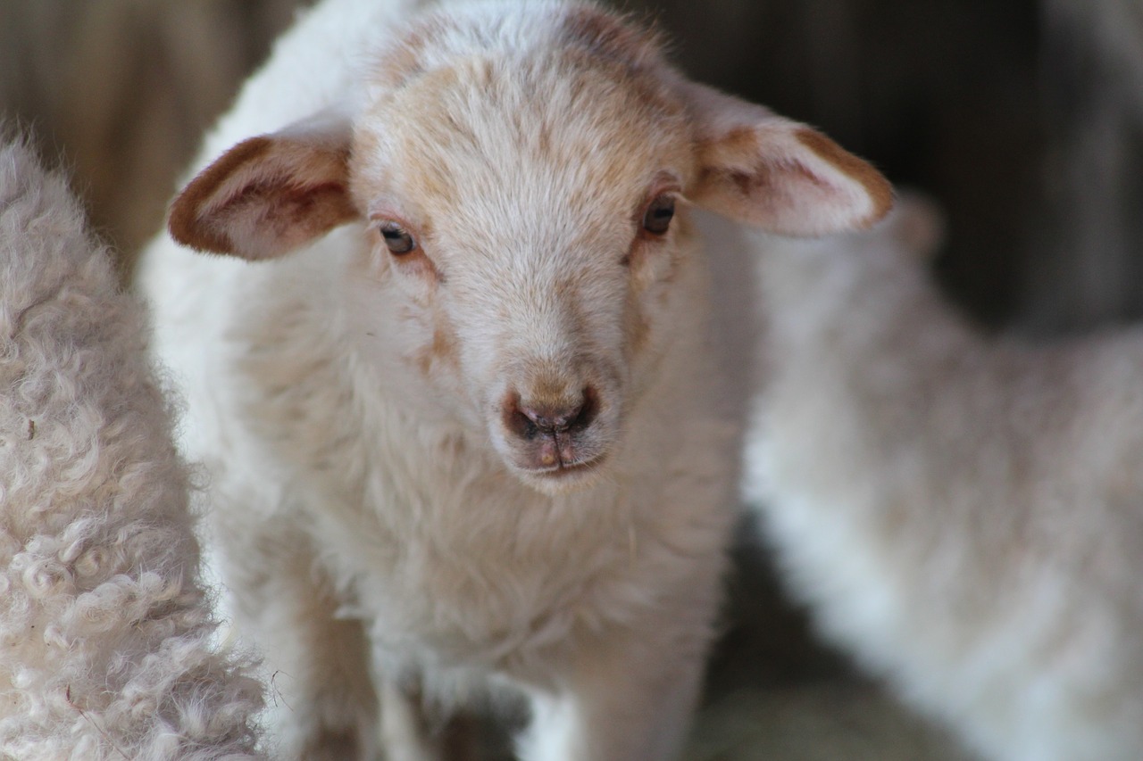 Image - sheep little farm cute animal