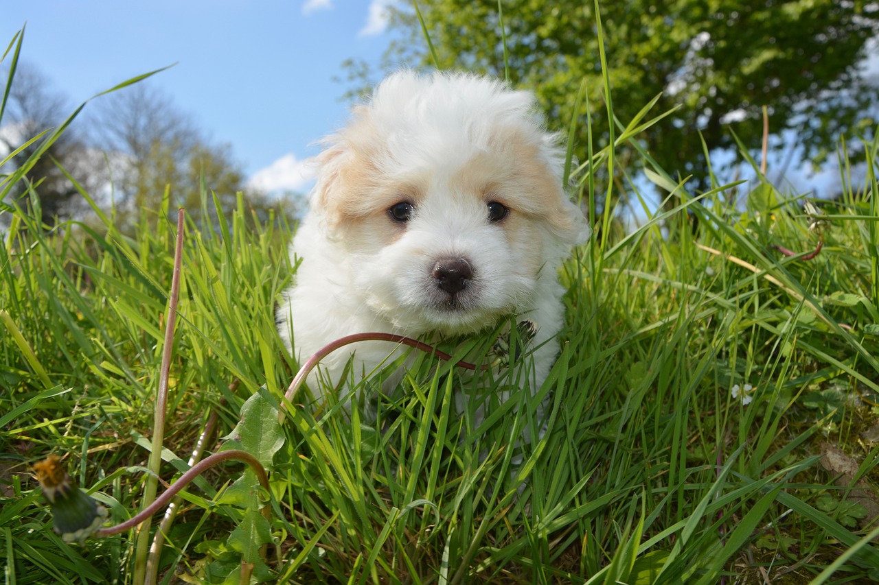 Image - puppy cotton tulear male white