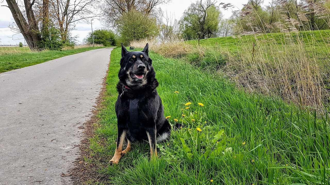 Image - dog leer ostfriesland holiday