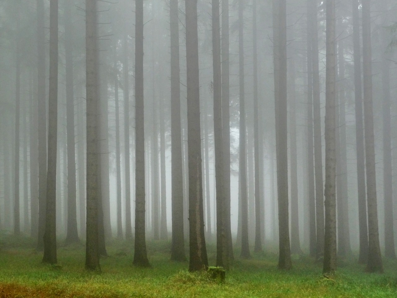 Image - forest the fog hiking trail