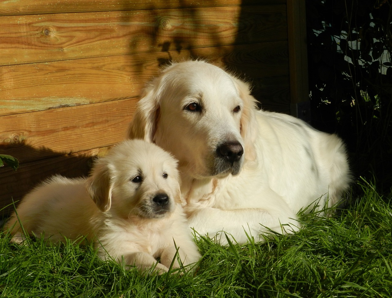 Image - dog puppy golden retriever animal