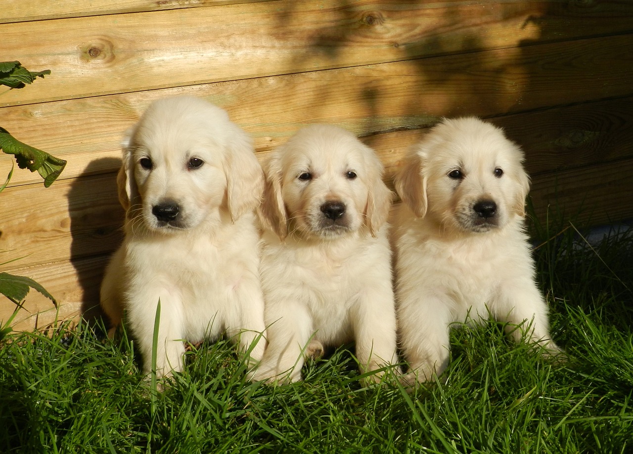 Image - puppies golden retriever cute