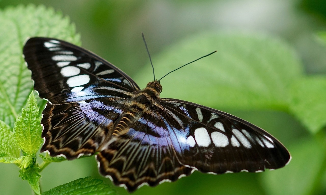 Image - butterfly exotic insect tropical