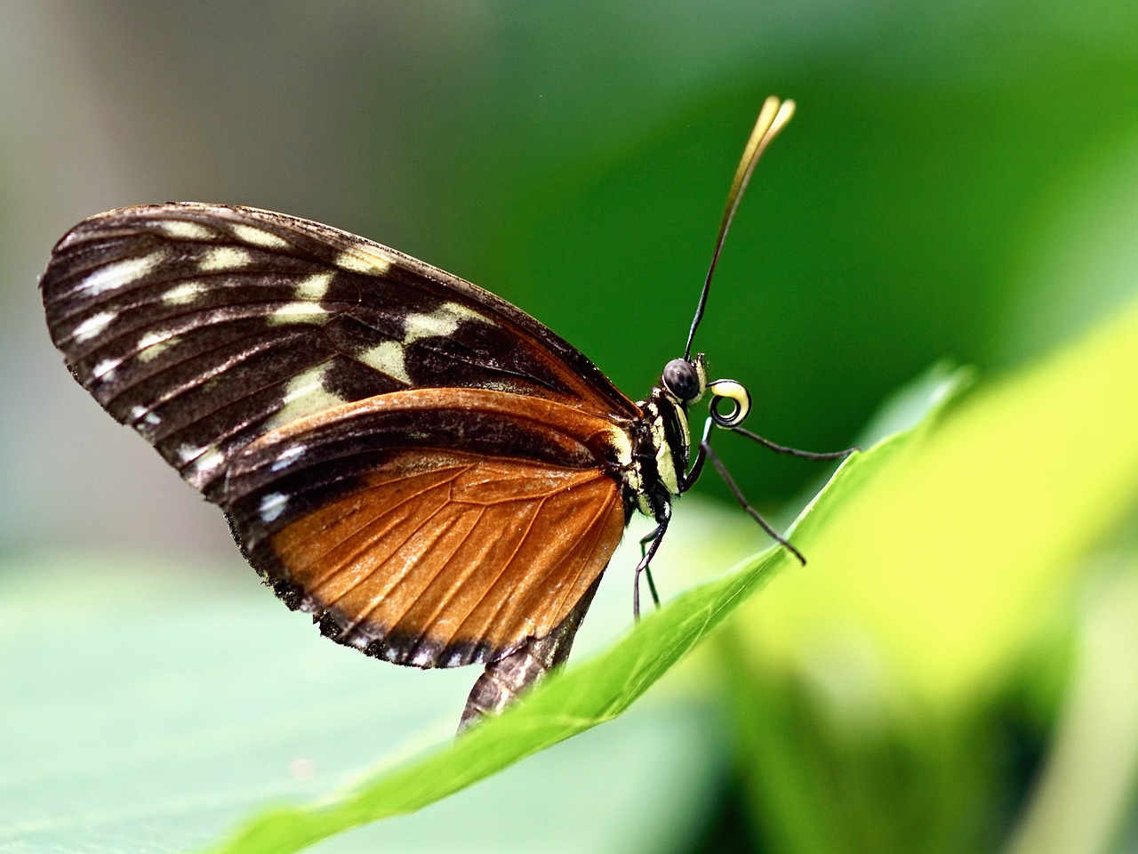 Image - butterfly exotic insect tropical