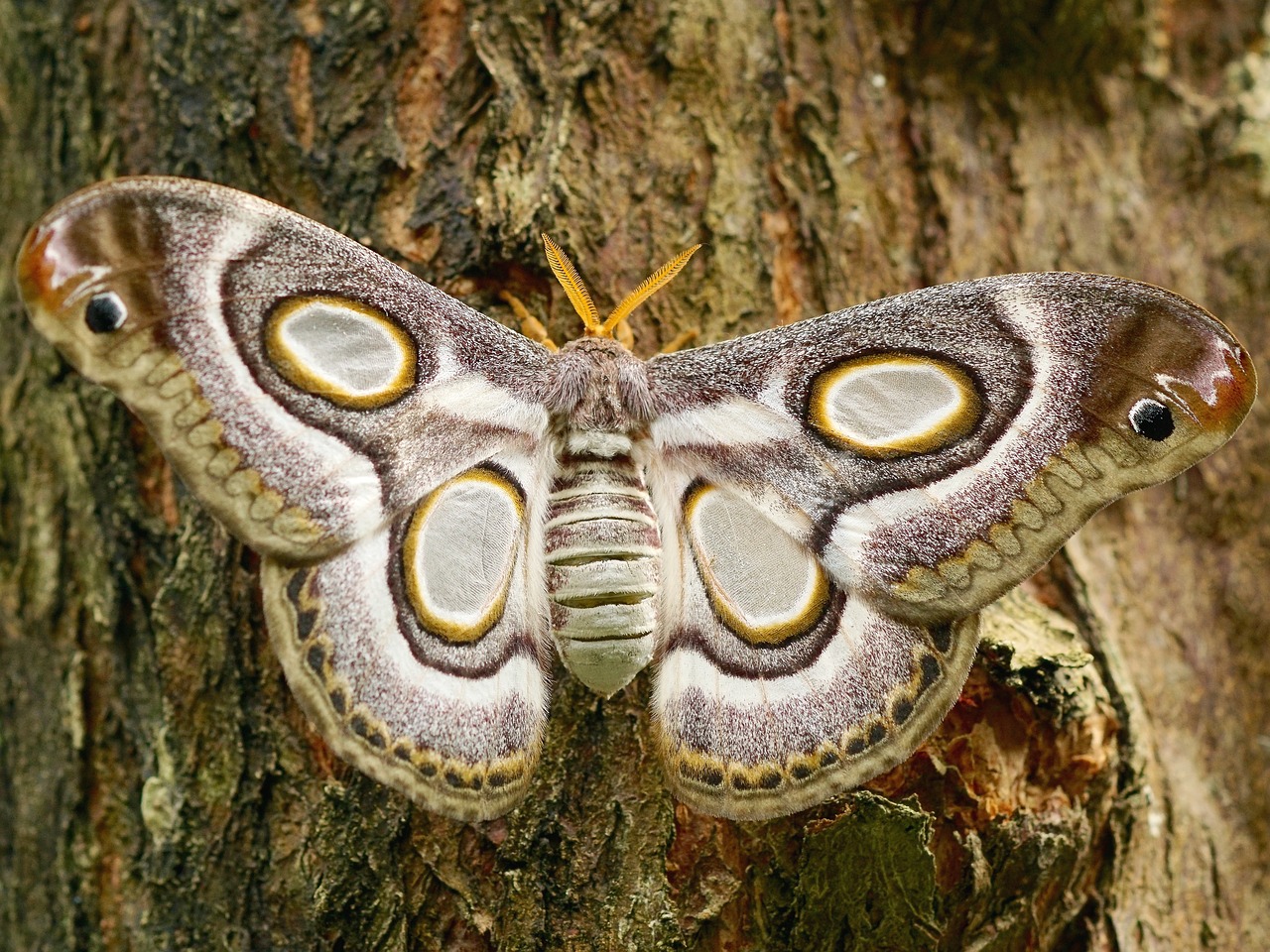 Image - butterfly large insect nature wing