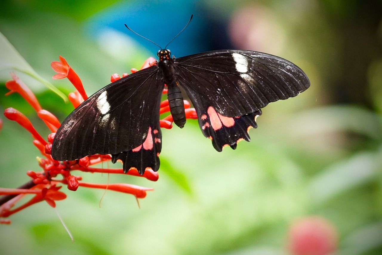 Image - butterfly exotic insect tropical