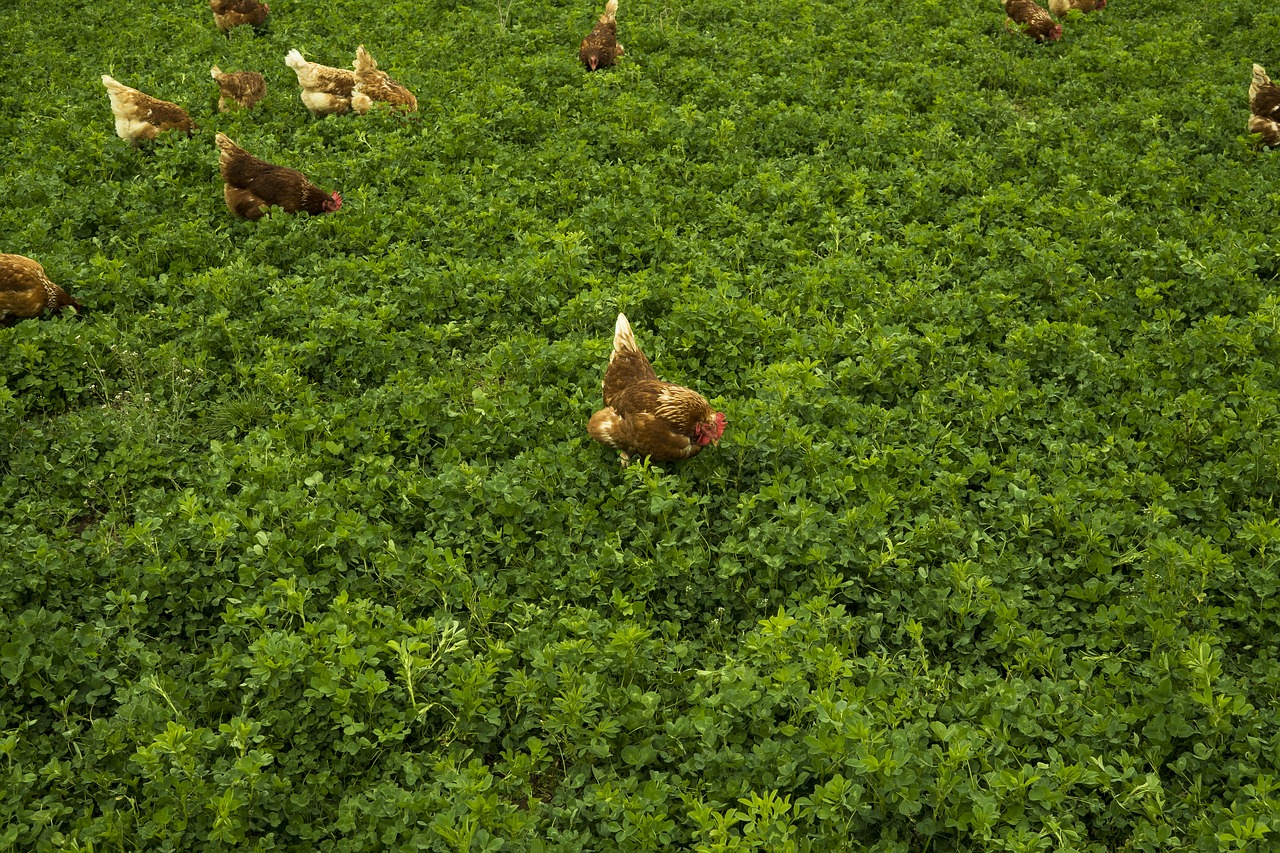 Image - chicken meadow grass chickens