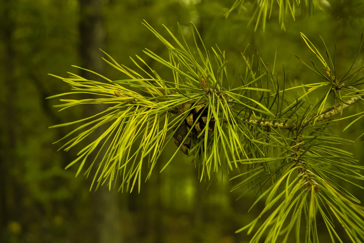 Image - pine cones pine needles tree