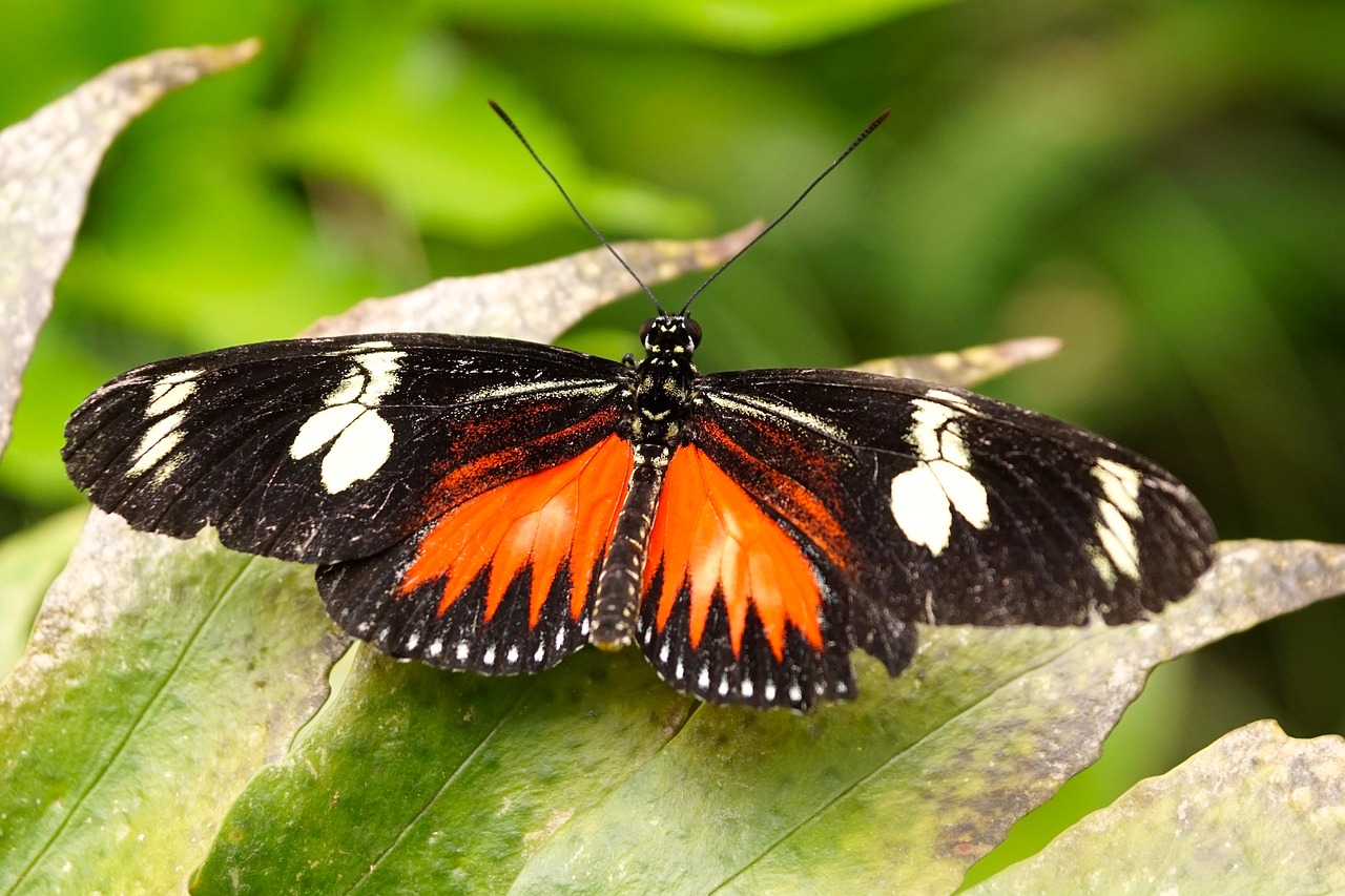 Image - butterfly exotic insect tropical