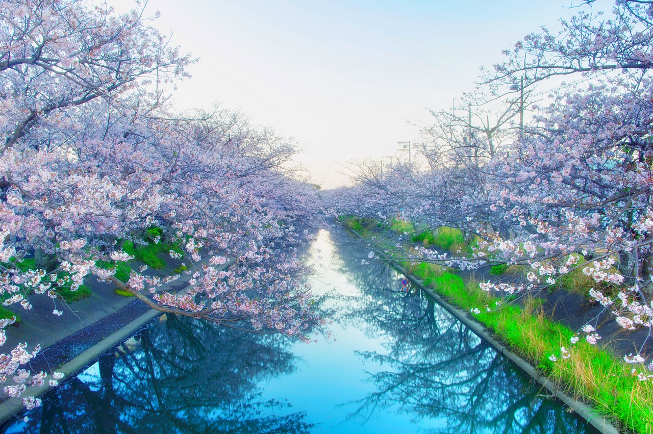 Image - japan cherry yoshino cherry tree