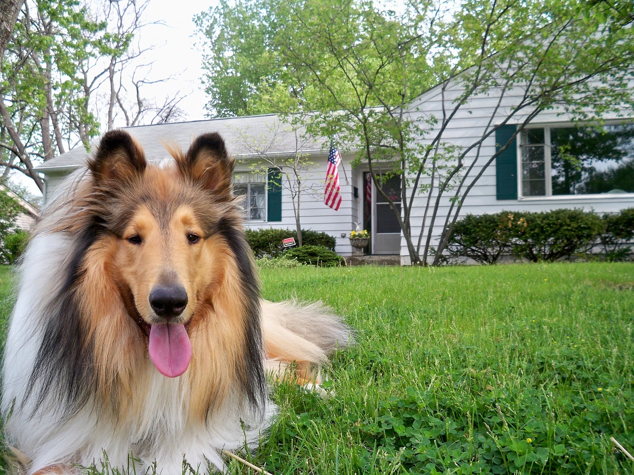 Image - collie dog pet doggy purebred