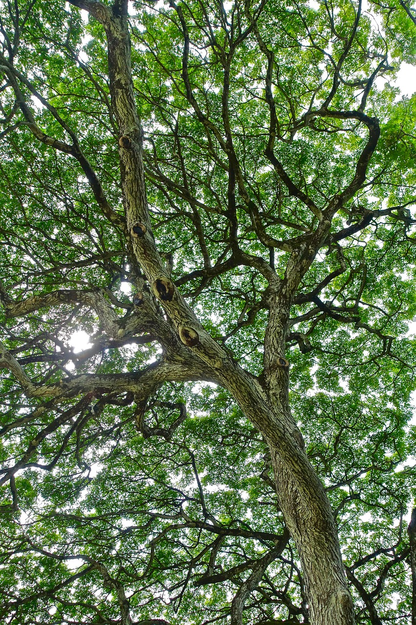 Image - foliage tree monkeypod hawaii