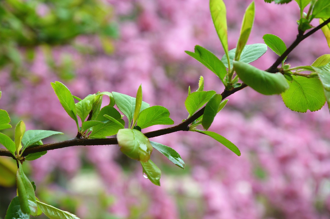 Image - spring grand green shoots