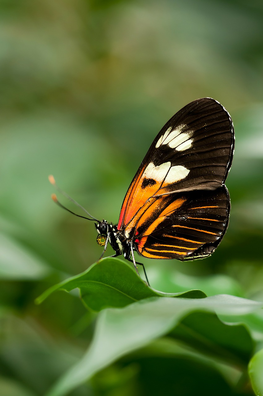 Image - heliconius melpomene butterfly