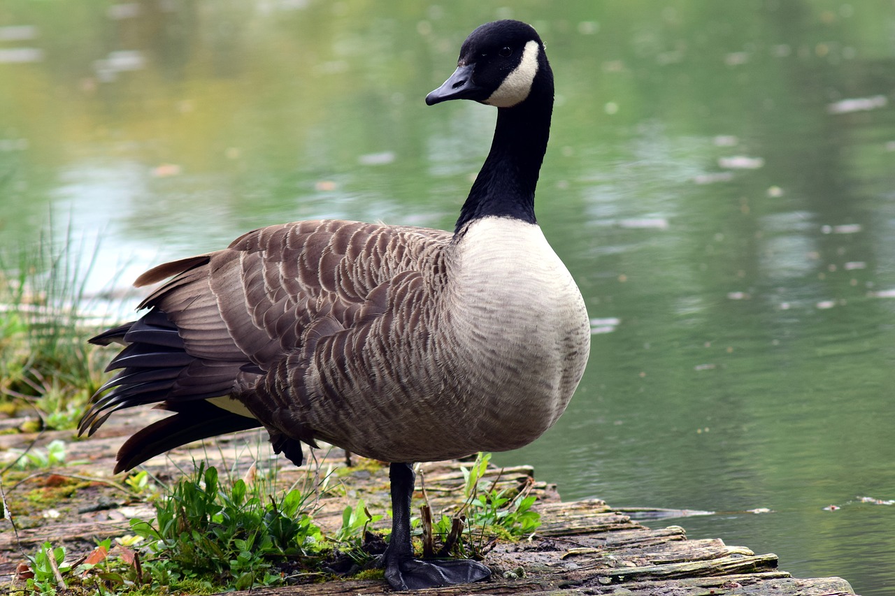 Image - goose wild goose web nature bird