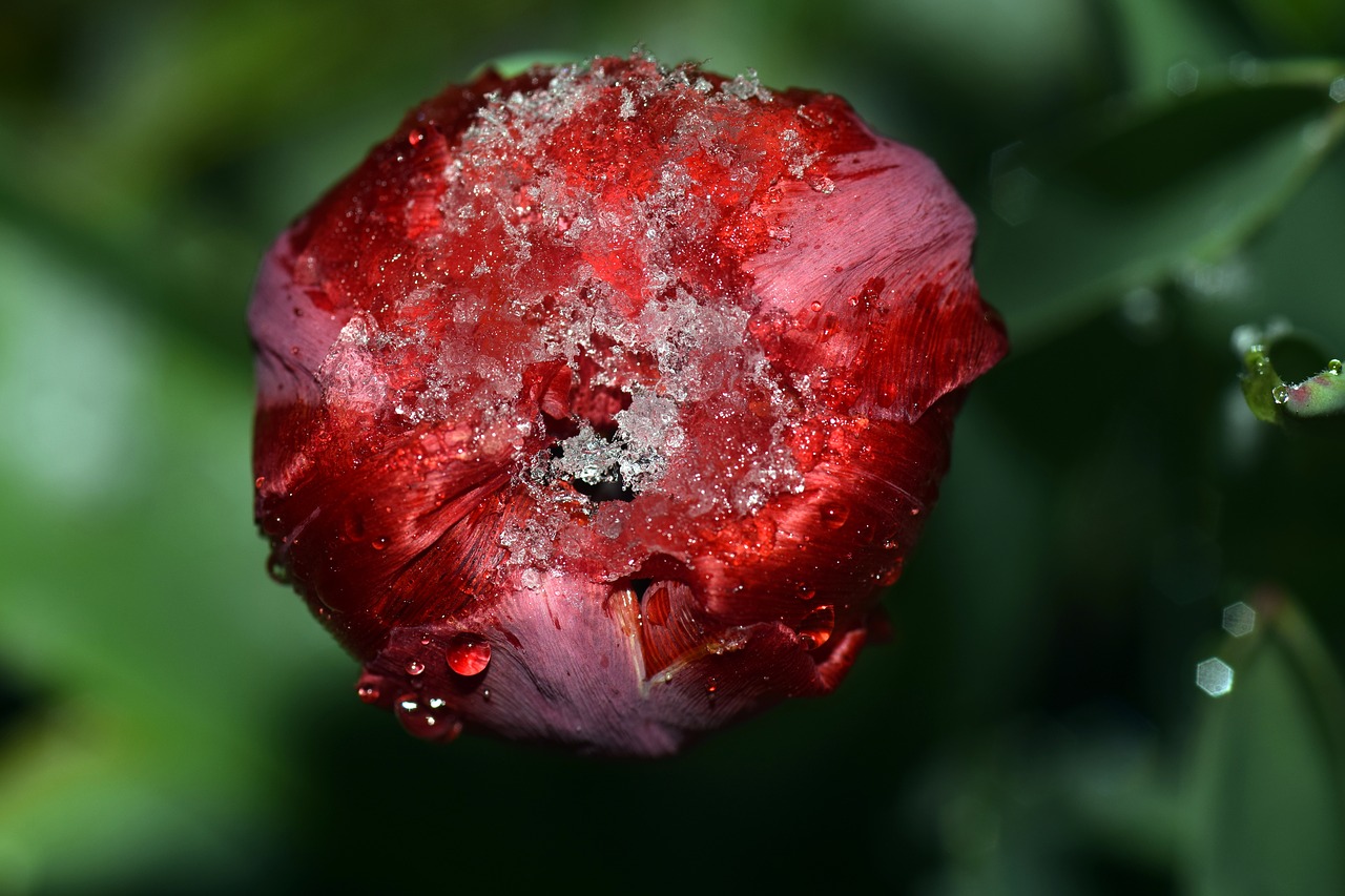 Image - tulip red red tulip spring flowers