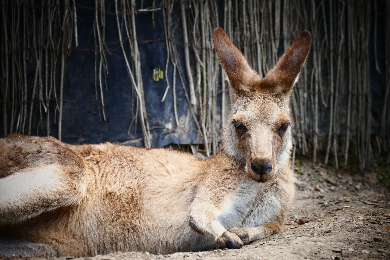 Image - kangaroo australia nature outdoor