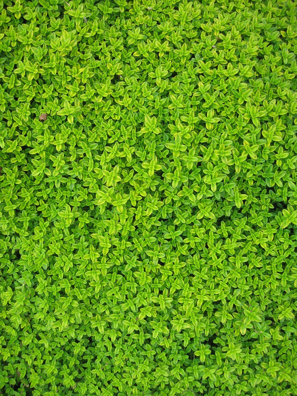 Image - ivy plants leaves wall green