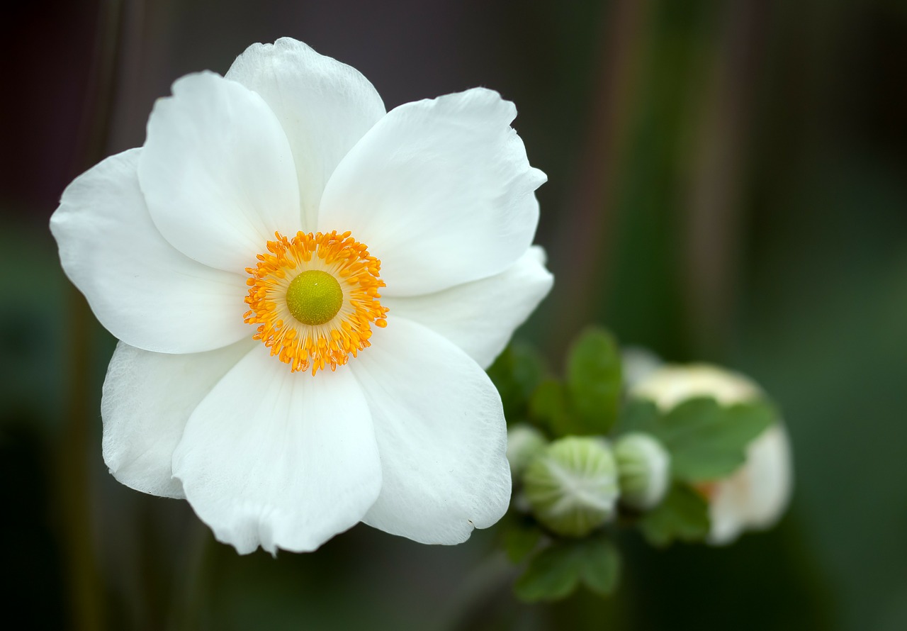 Image - summer anemone anemone sylvestris