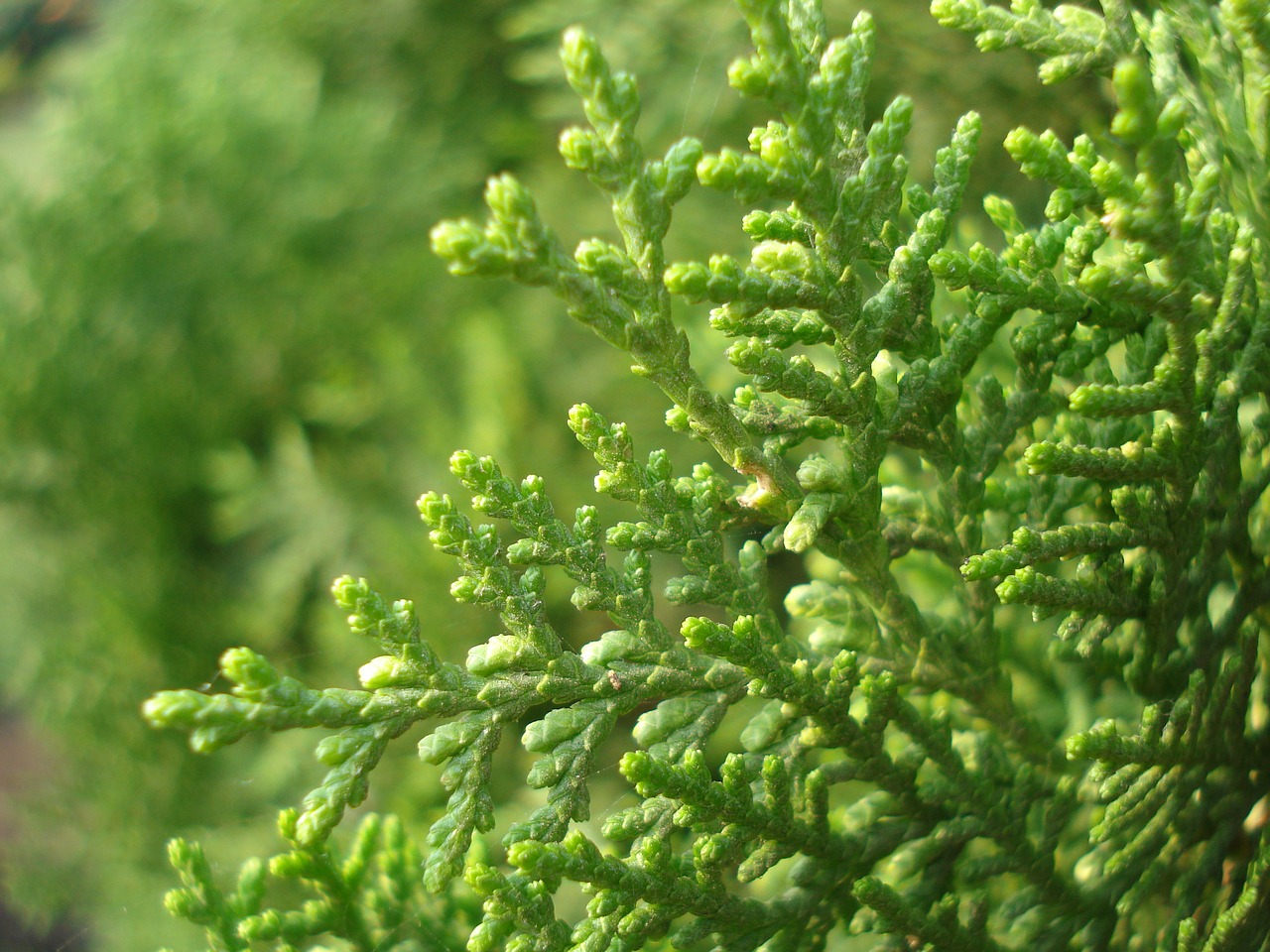 Image - jhau leaf green plant nature