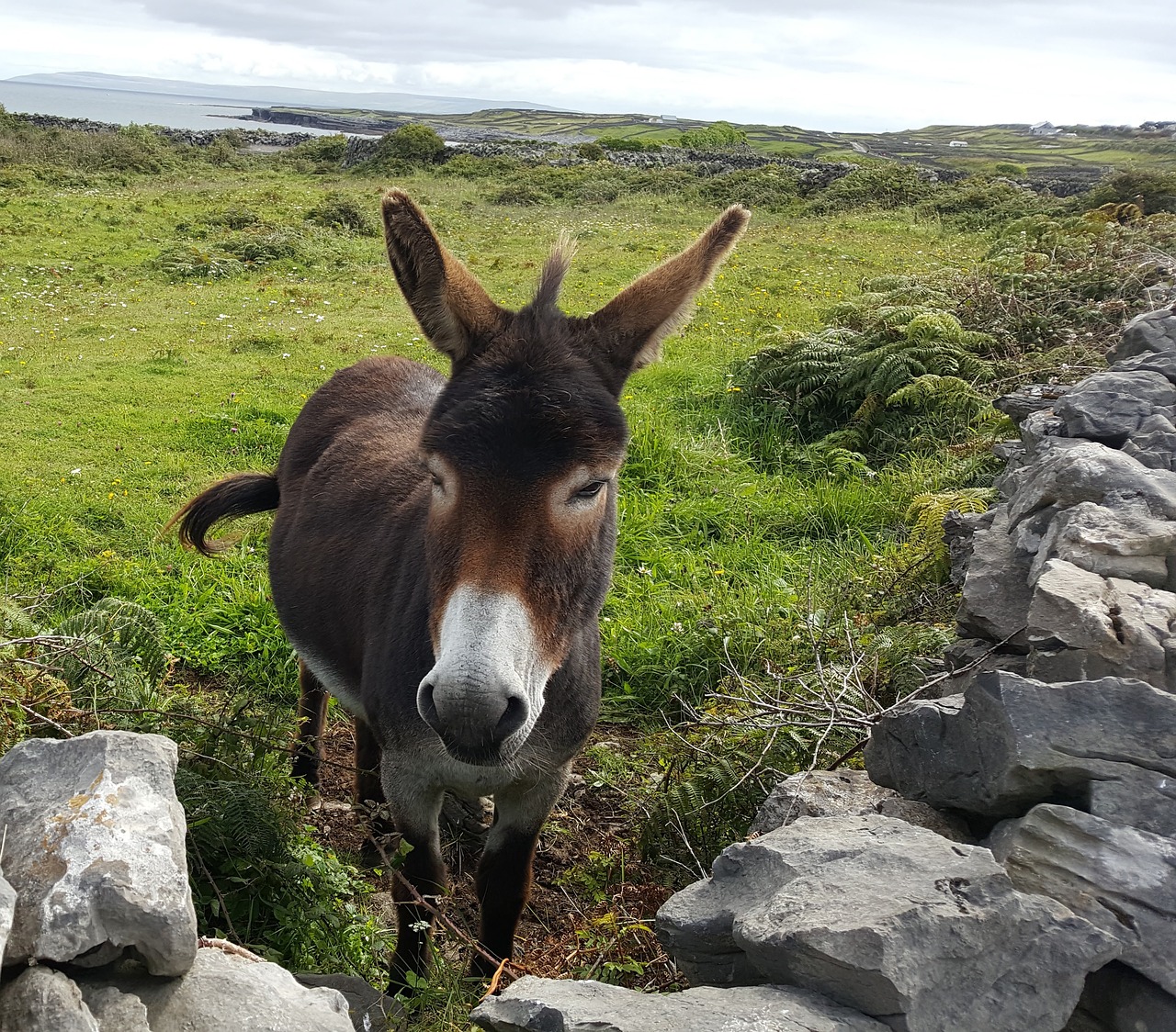 Image - donkey animal grass nature farm