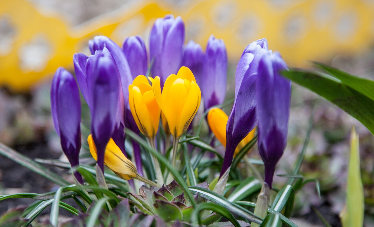 Image - flowers crocuses spring greens