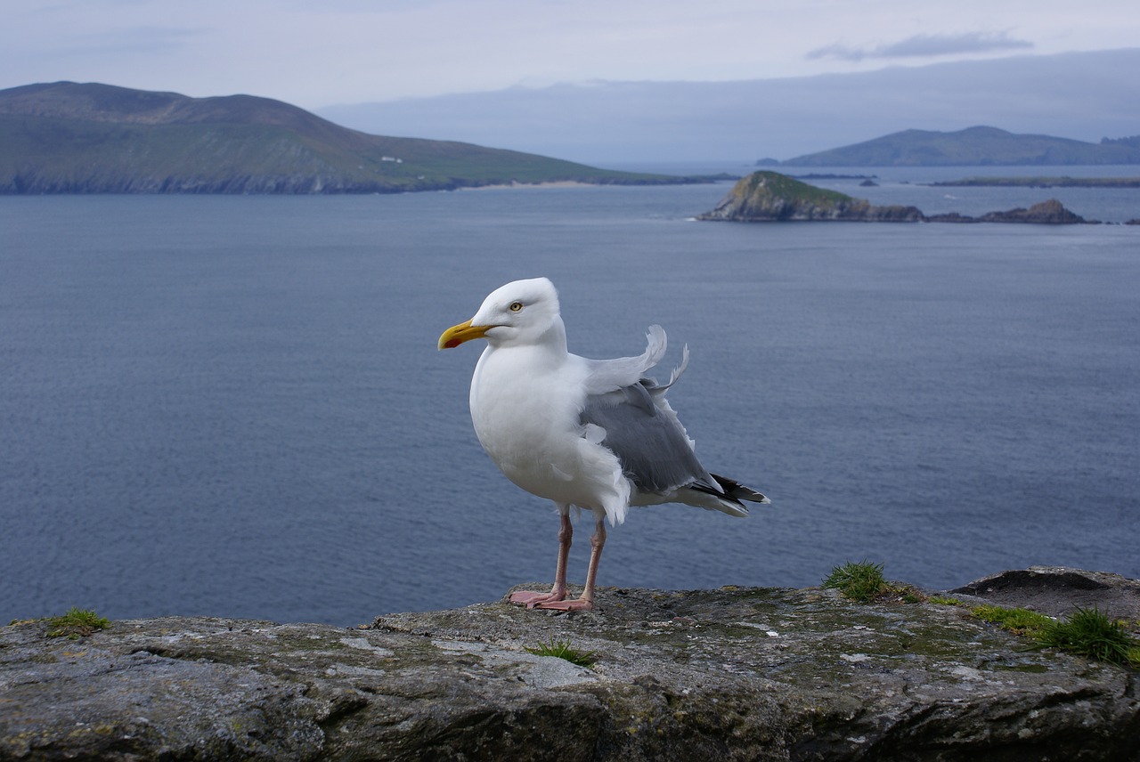 Image - ireland seagull bird coast animal