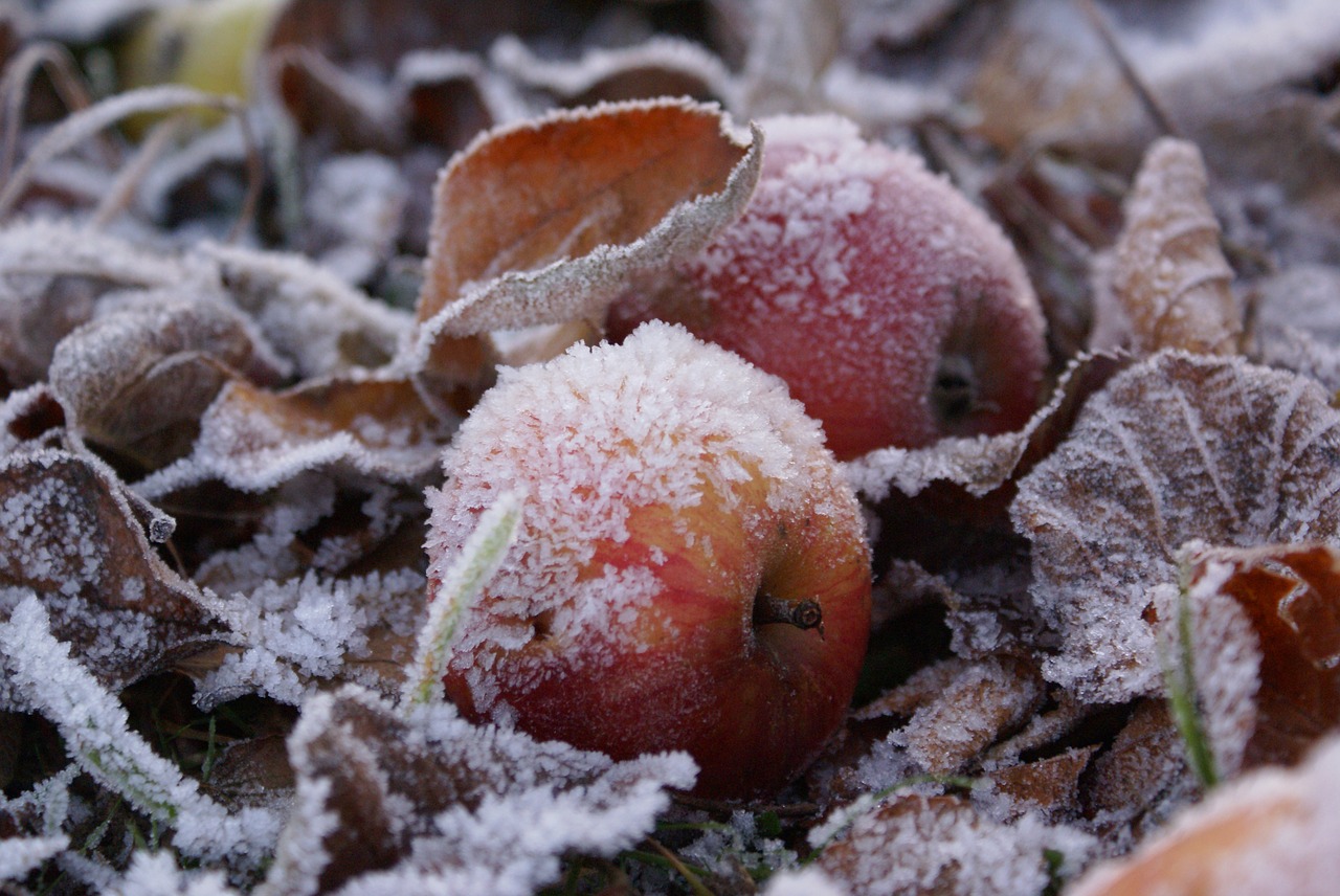 Image - frost apple winter ice frozen