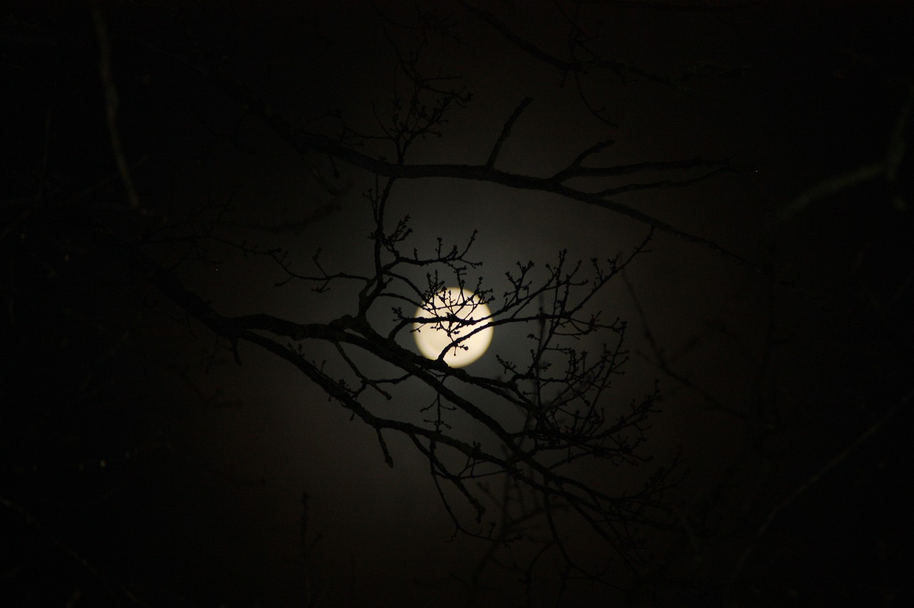 Image - moon aesthetic tree nature