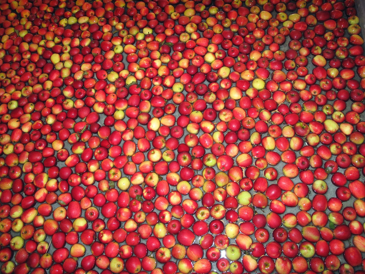 Image - apples fruit red apples kivik