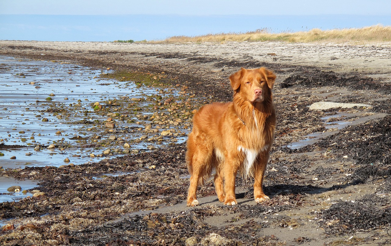 Image - toller beach dog coastal