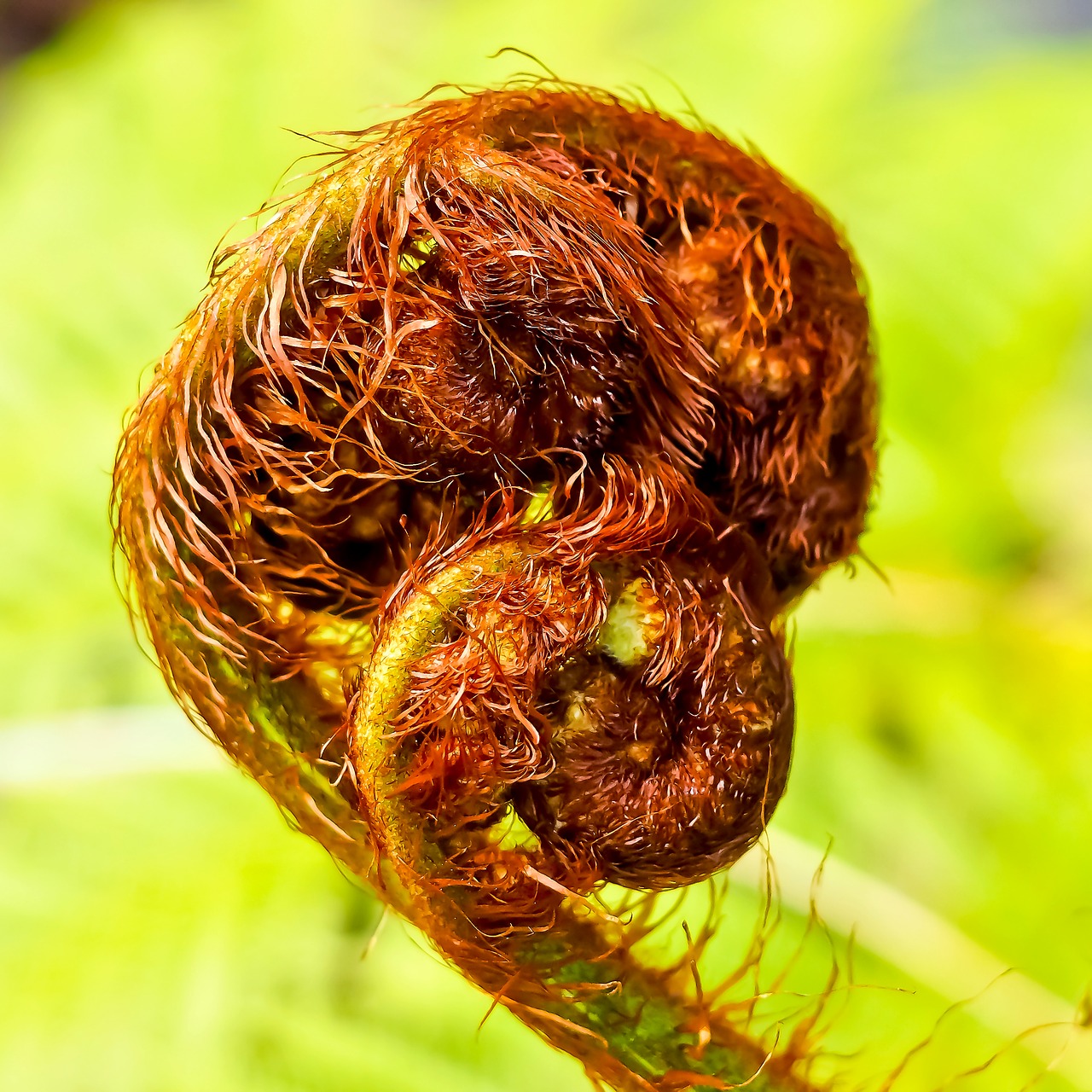 Image - fern plant forest plant nature