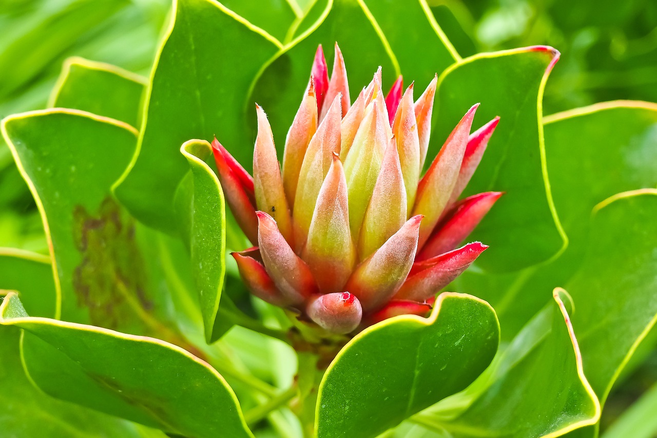 Image - wurz houseleek turmeric plant