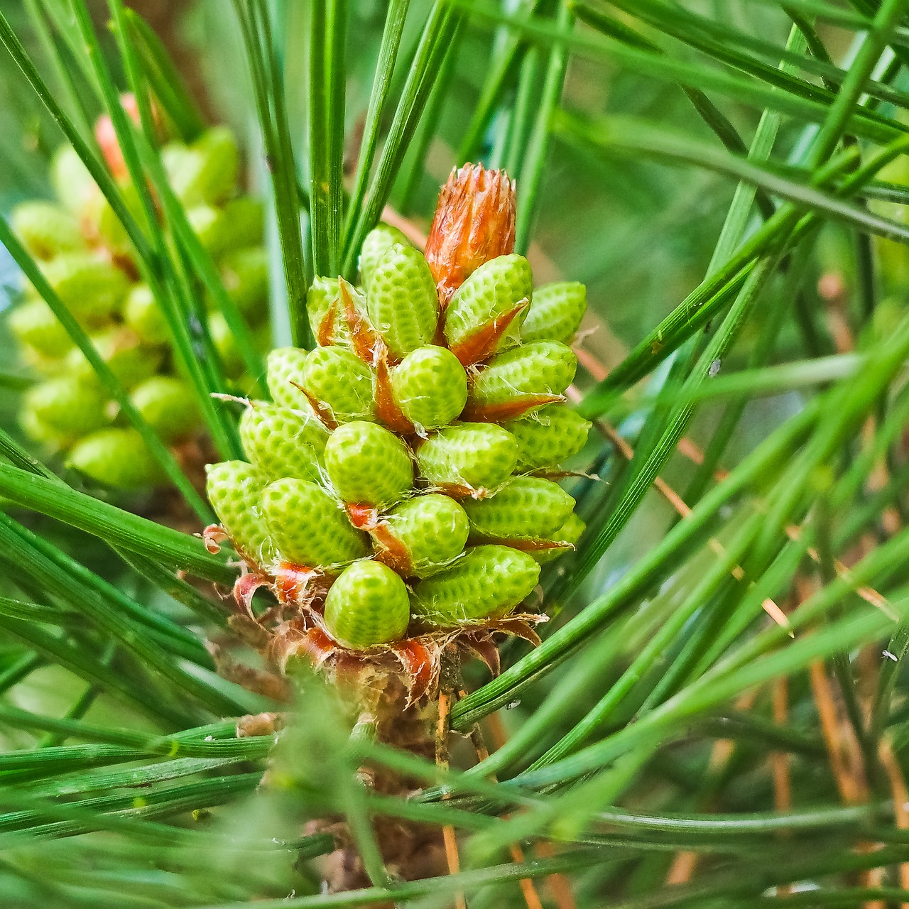 Image - pine pinus two needles