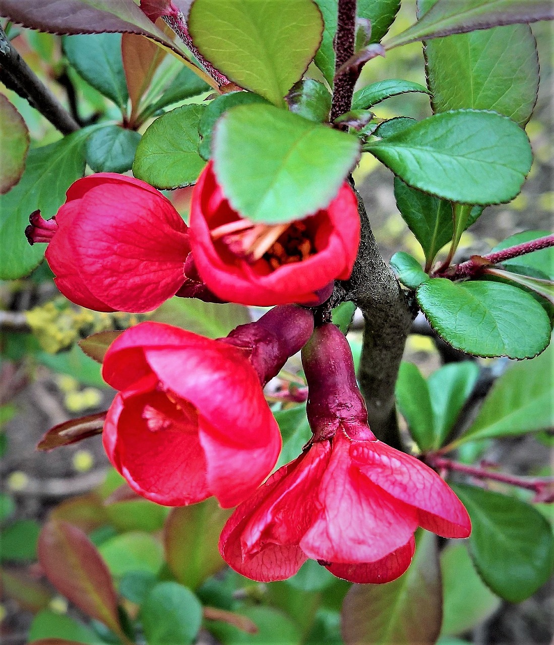 Image - plant ornamental quince bill quince