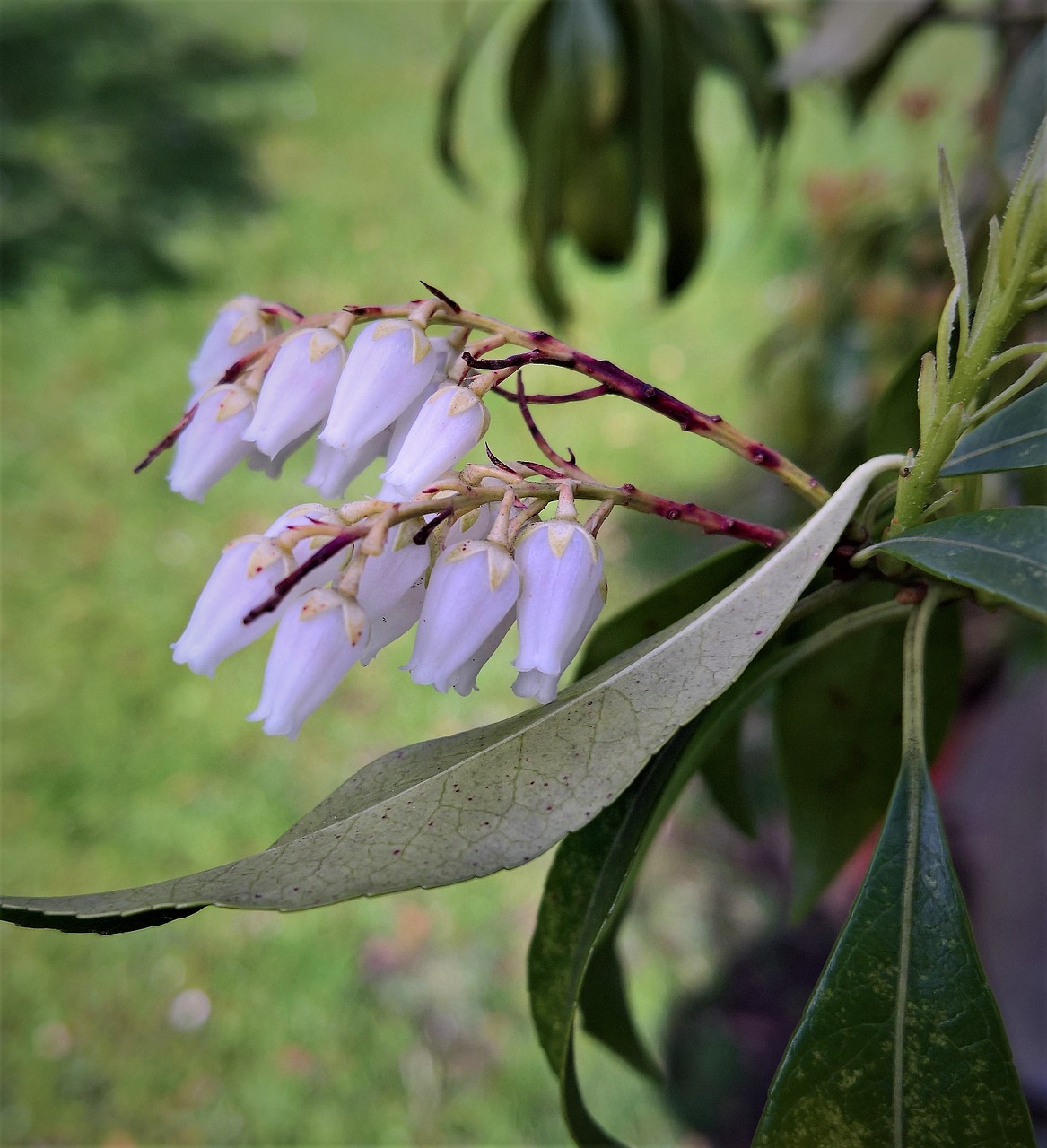 Image - plant lavender heath