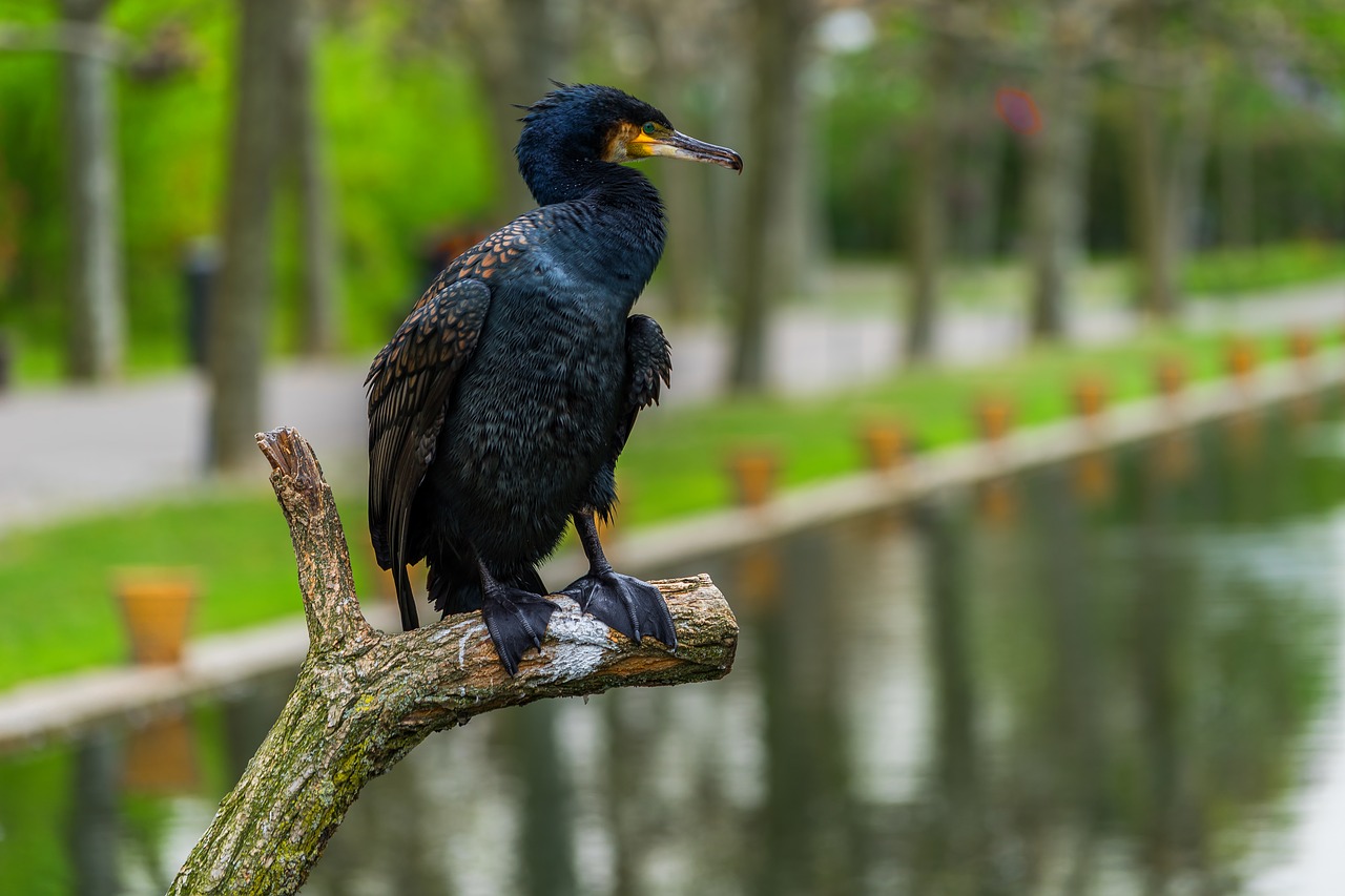Image - nature bird cormorant wing zoo