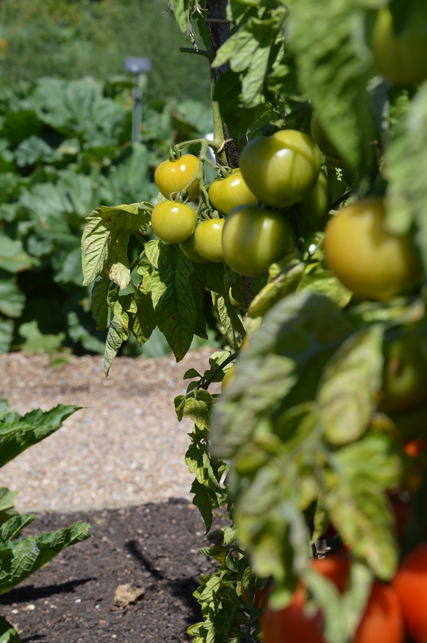 Image - tomato garden green crop