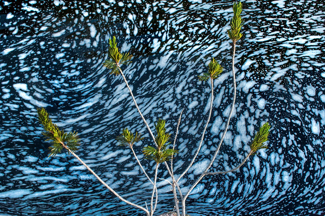 Image - landscape plant nature brazil rio