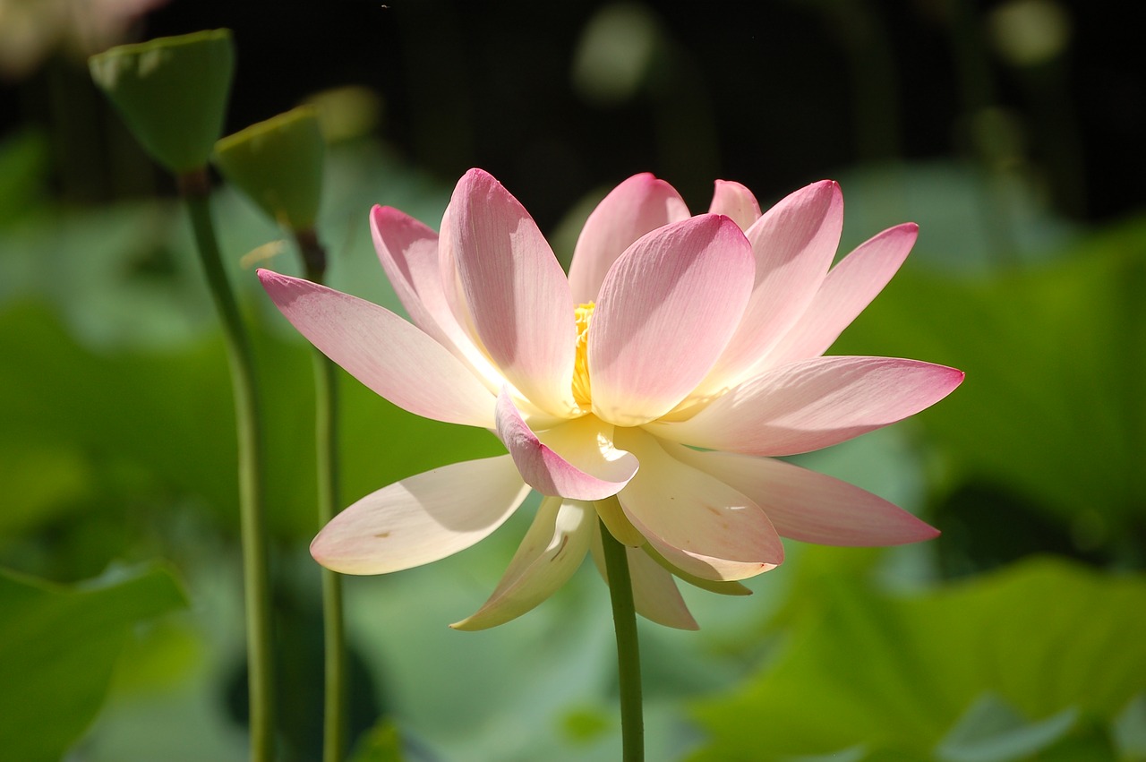 Image - lotus flower garden park
