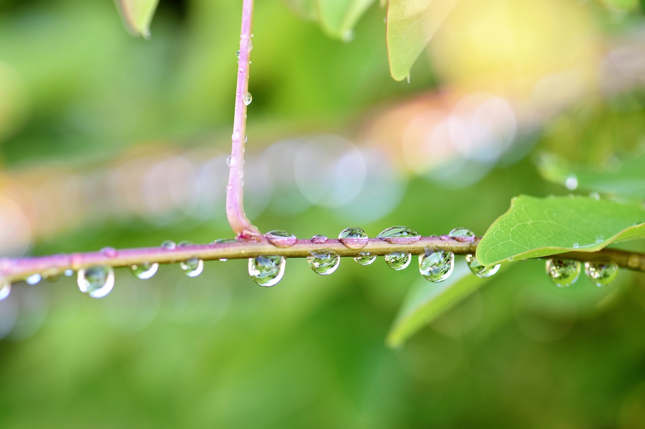 Image - raindrop nature green plant halme