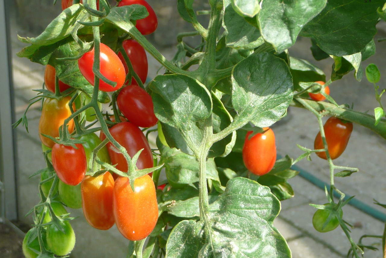 Image - tomato vine ripened tomato fresh