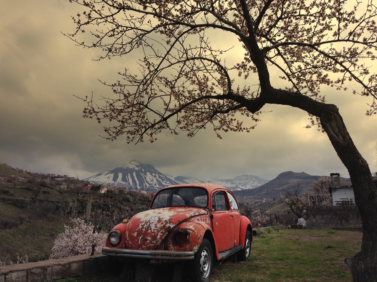 Image - spring bug mountain snow tree