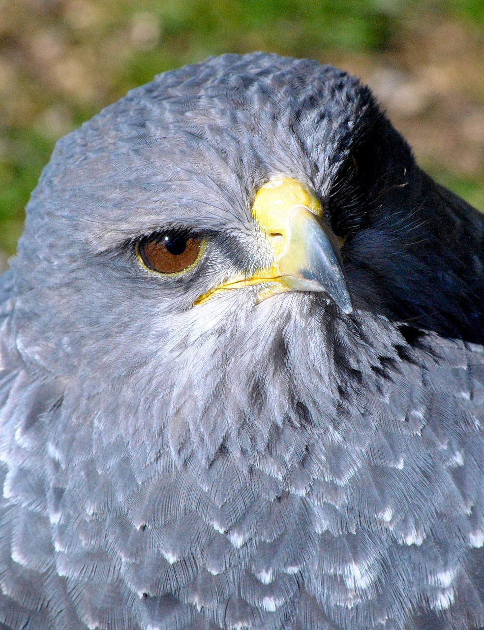 Image - ave nature animal bird