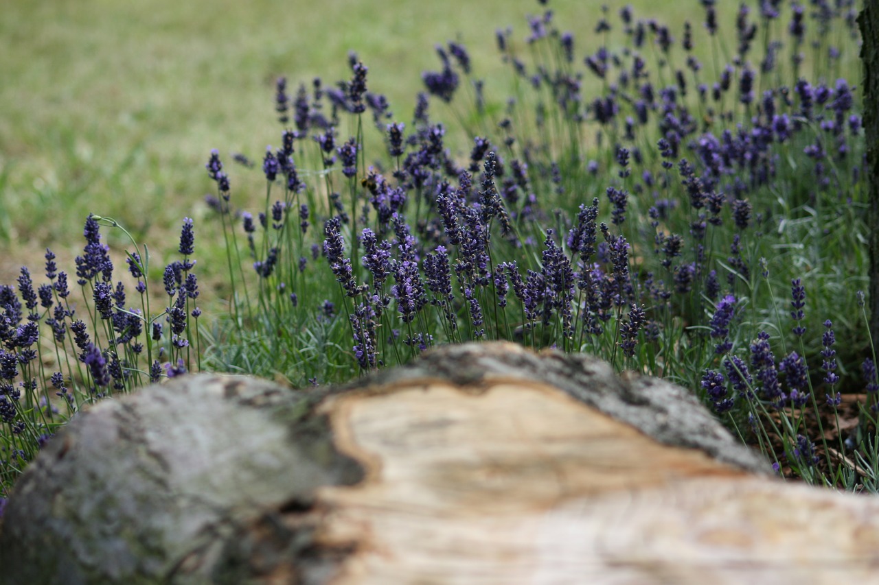 Image - lavender log seat purple wood