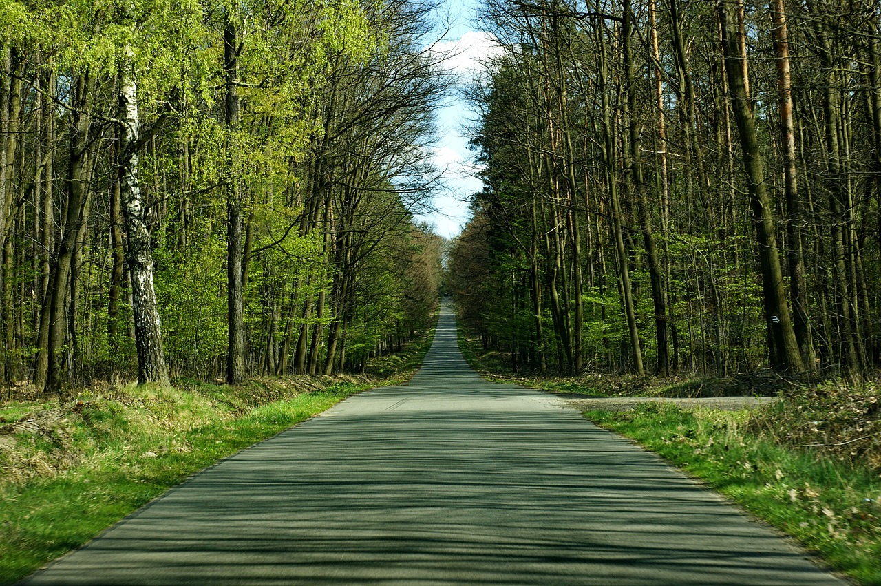 Image - tree forest landscape travel way