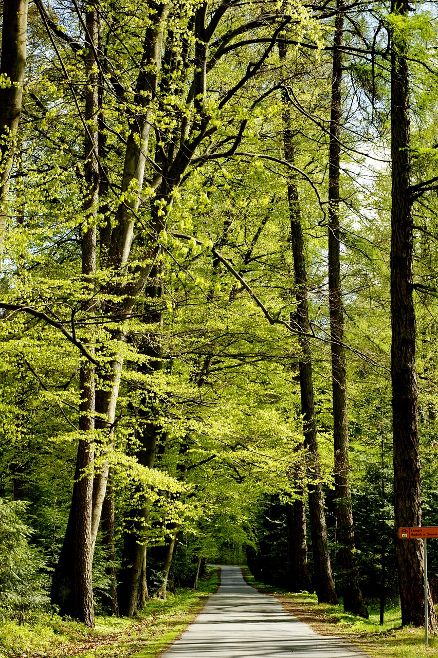 Image - road tree forest landscape asphalt