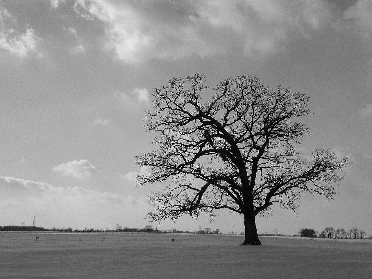 Image - tree field black white lonely